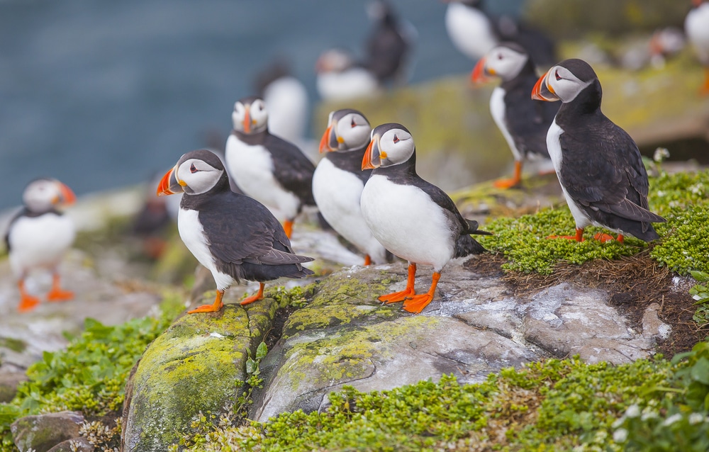 Check out the animals on Puffin Island