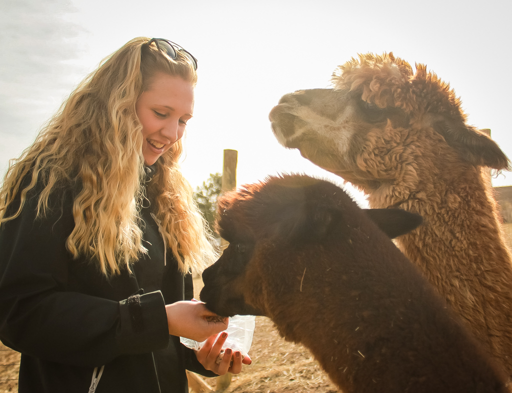 Essential alpaca adventure tours and holiday advices in Denver, Colorado